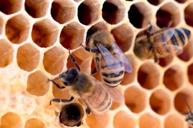Honey Is Sweet, But The Bee Stings…
