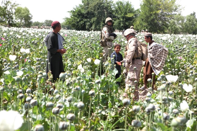 the-talibans-opium-eradication