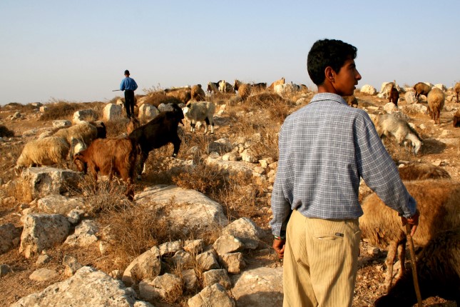 Illegal Settlers’ Reign of Terror in the West Bank